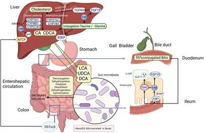 The Role of Gut Microbiota-Bile Acids Axis in the Progression of Non-alcoholic Fatty Liver Disease